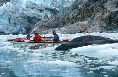 Kayaking past a seal