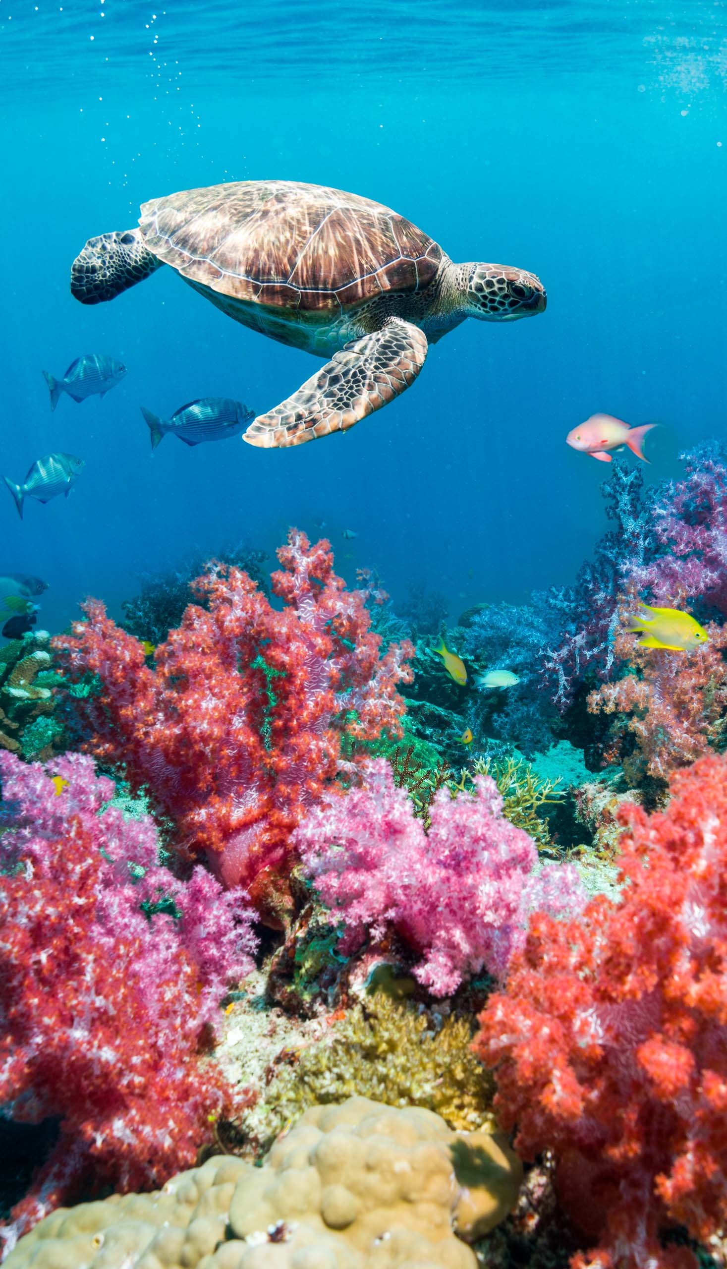 A green turtle swimming aside a coral reef.