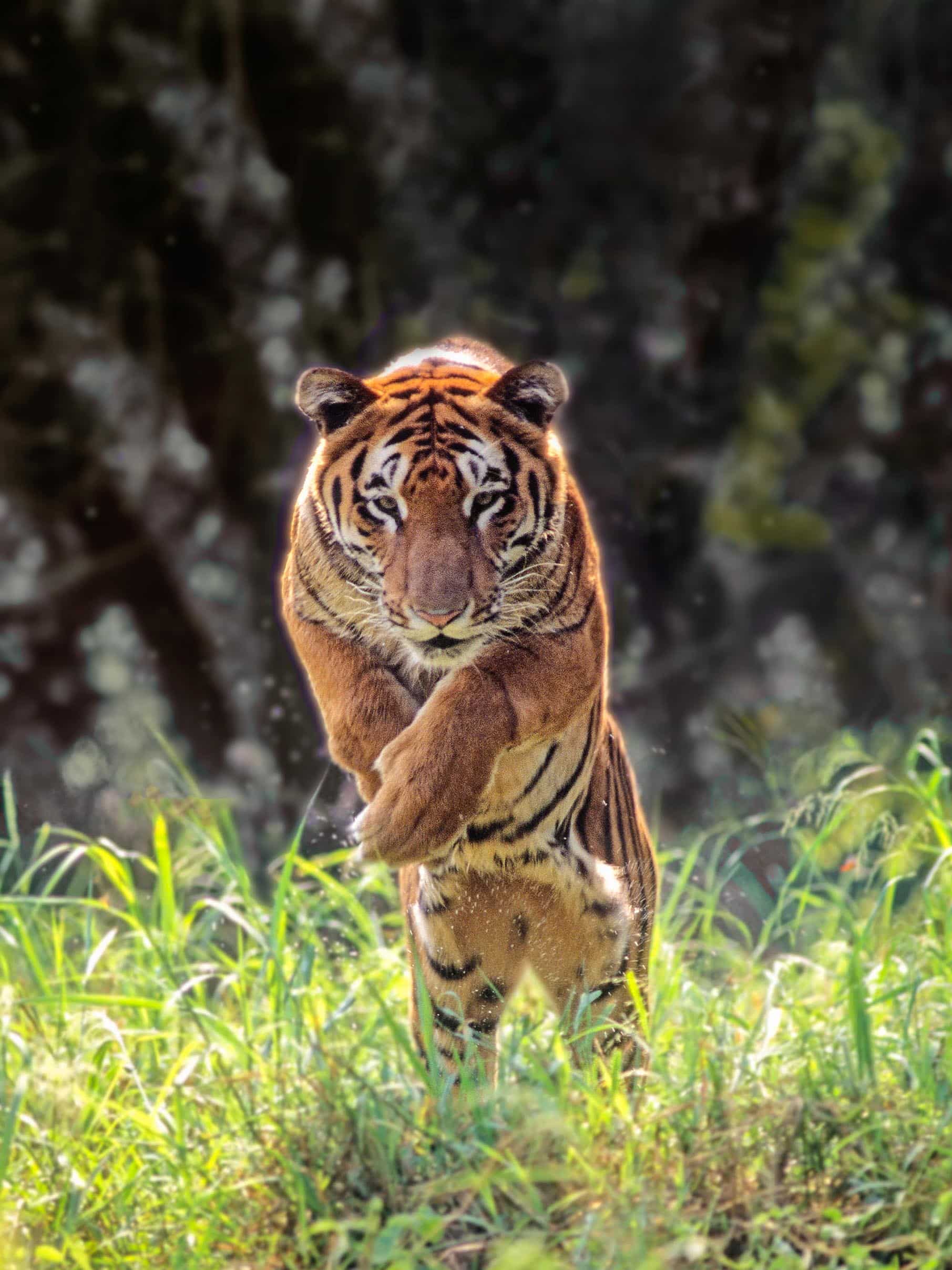 An Indian tiger.