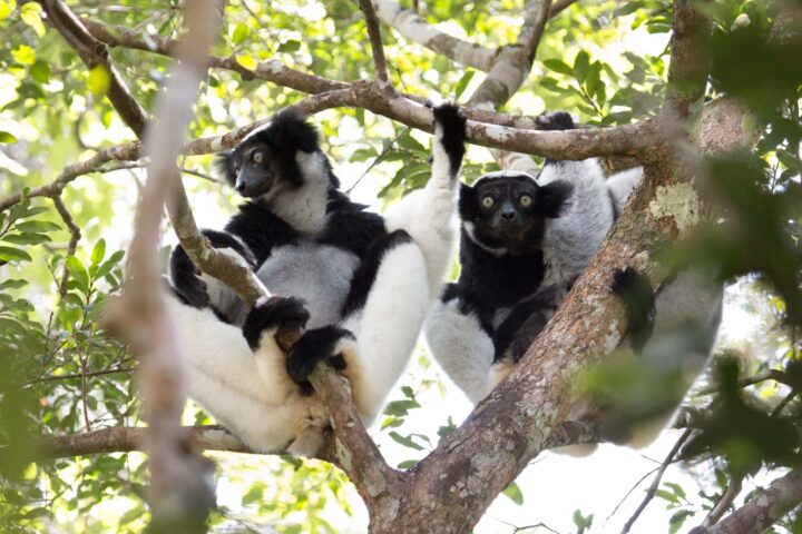 Two lemurs in a tree.