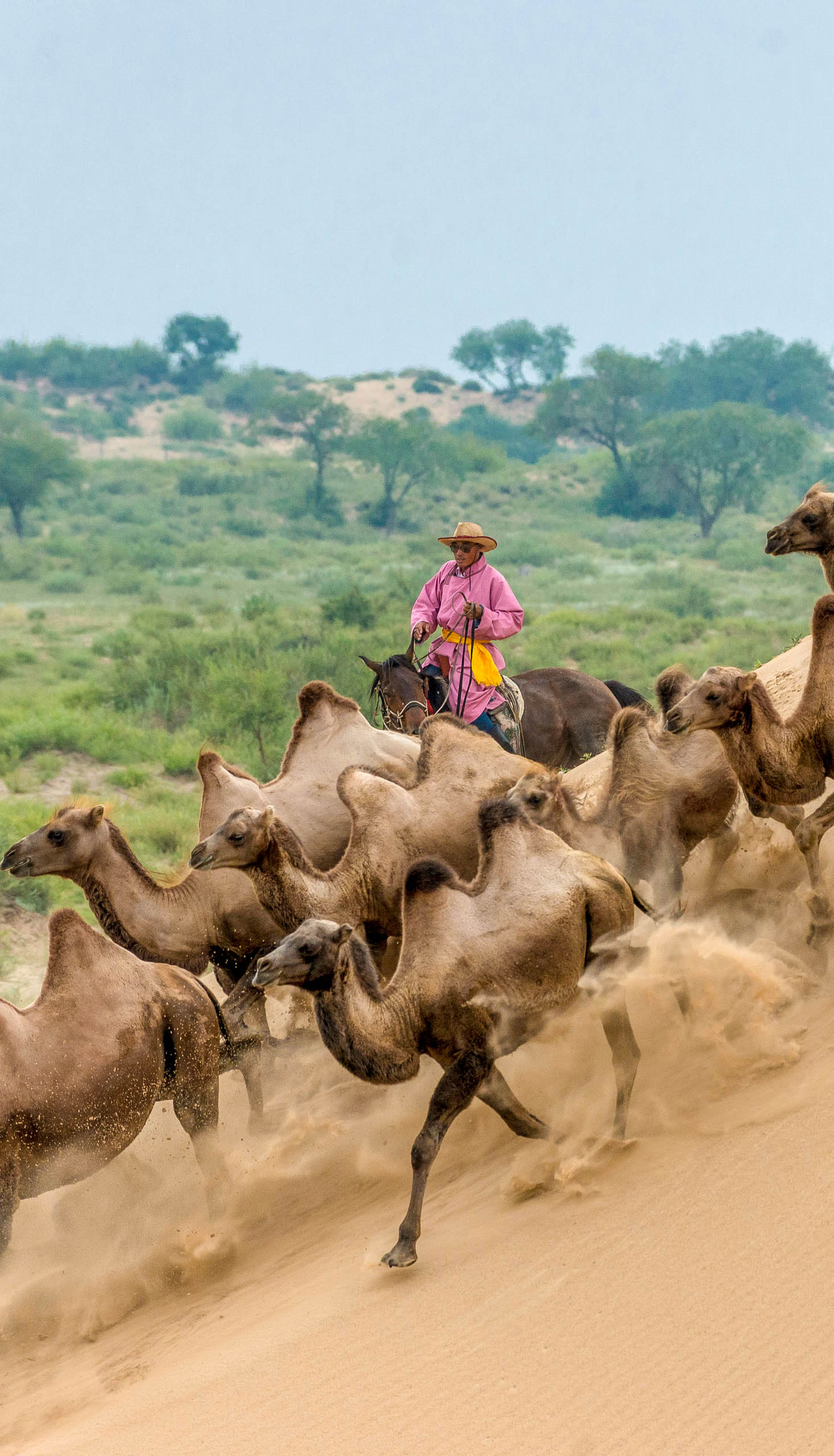 Domesticated camels are herded down sand dunes in Mongolia.