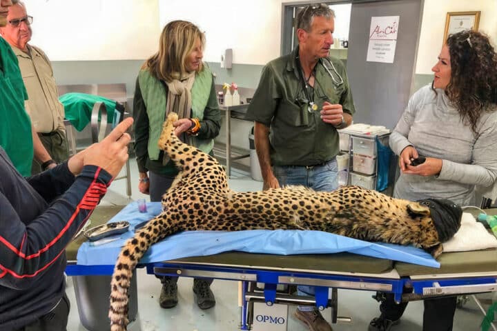 A vet checking a leopard.