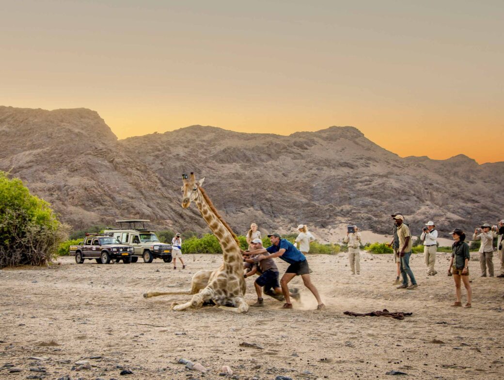 Travelers helping a giraffe.