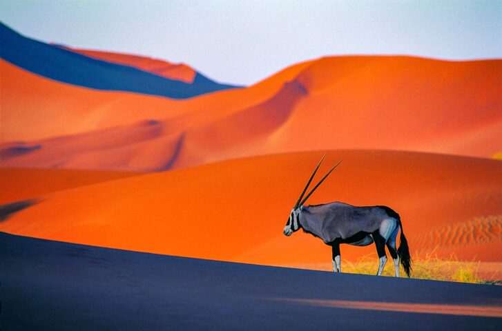An oryx in the desert.