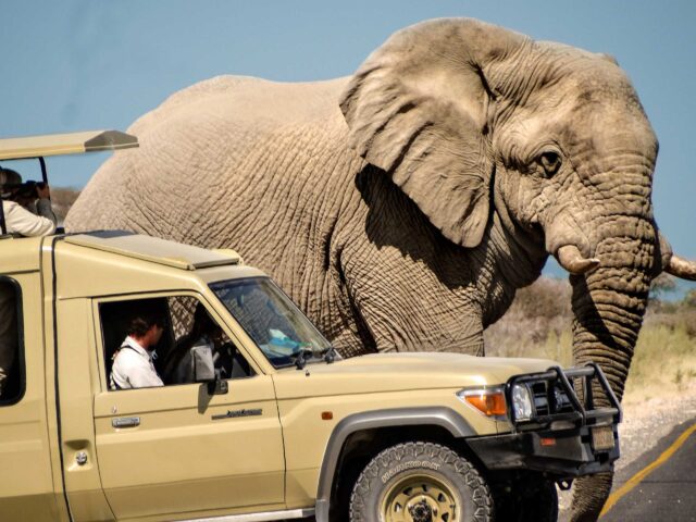 An elephant walking alongside a safari vehicle.