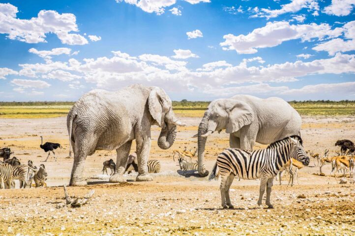 Various wild animals in Namibia.
