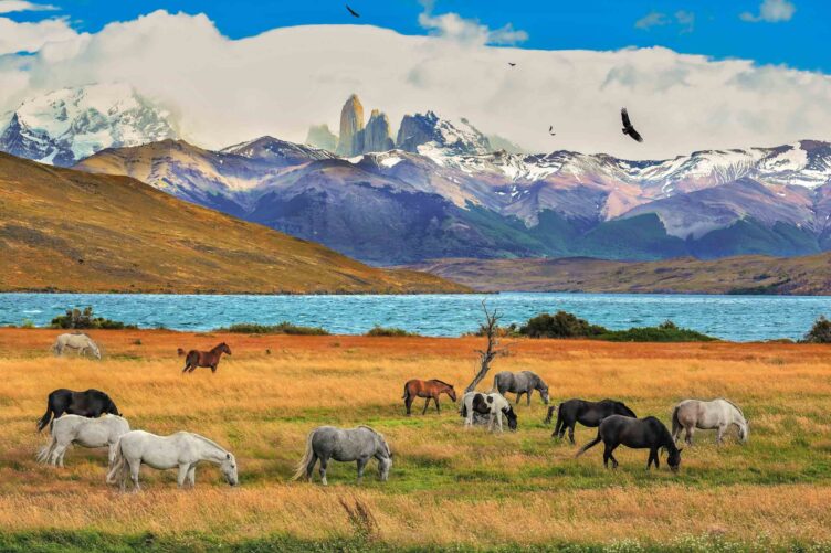 Horses grazing by the shore of Laguna Azul in Torres del Paine.