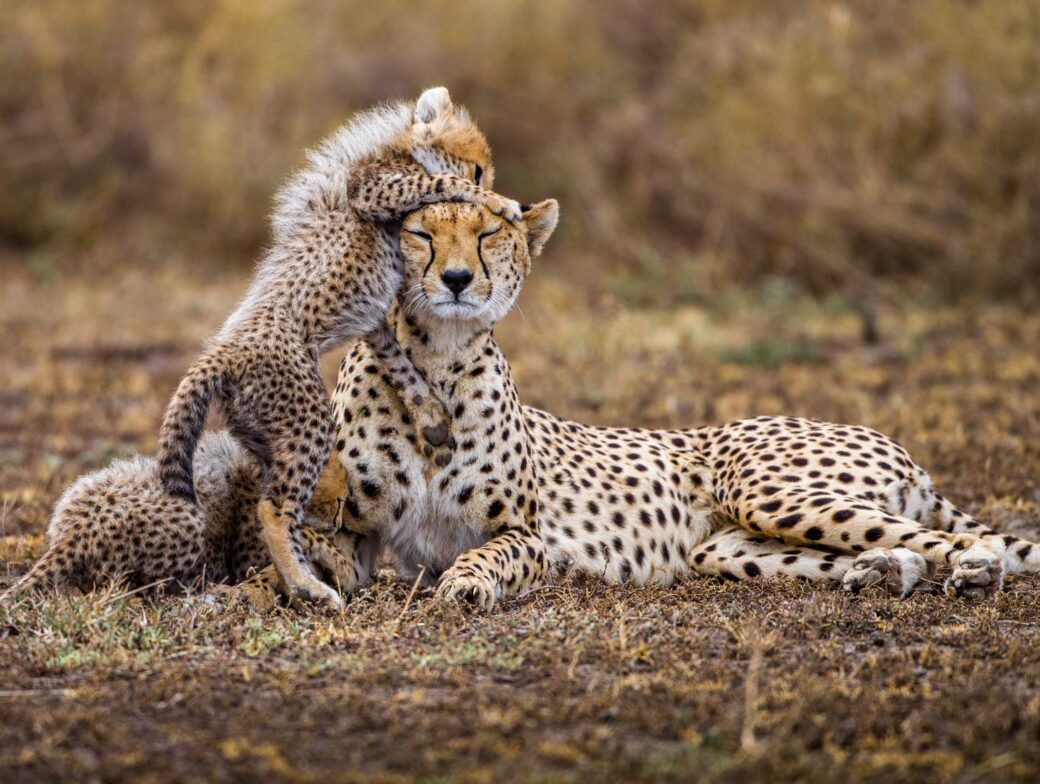 Cheetah cubs.