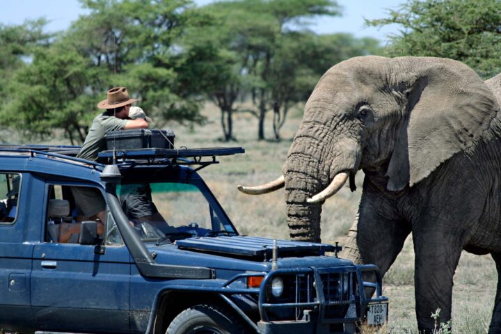 A traveler observing an elephant that approached a safari vehicle.