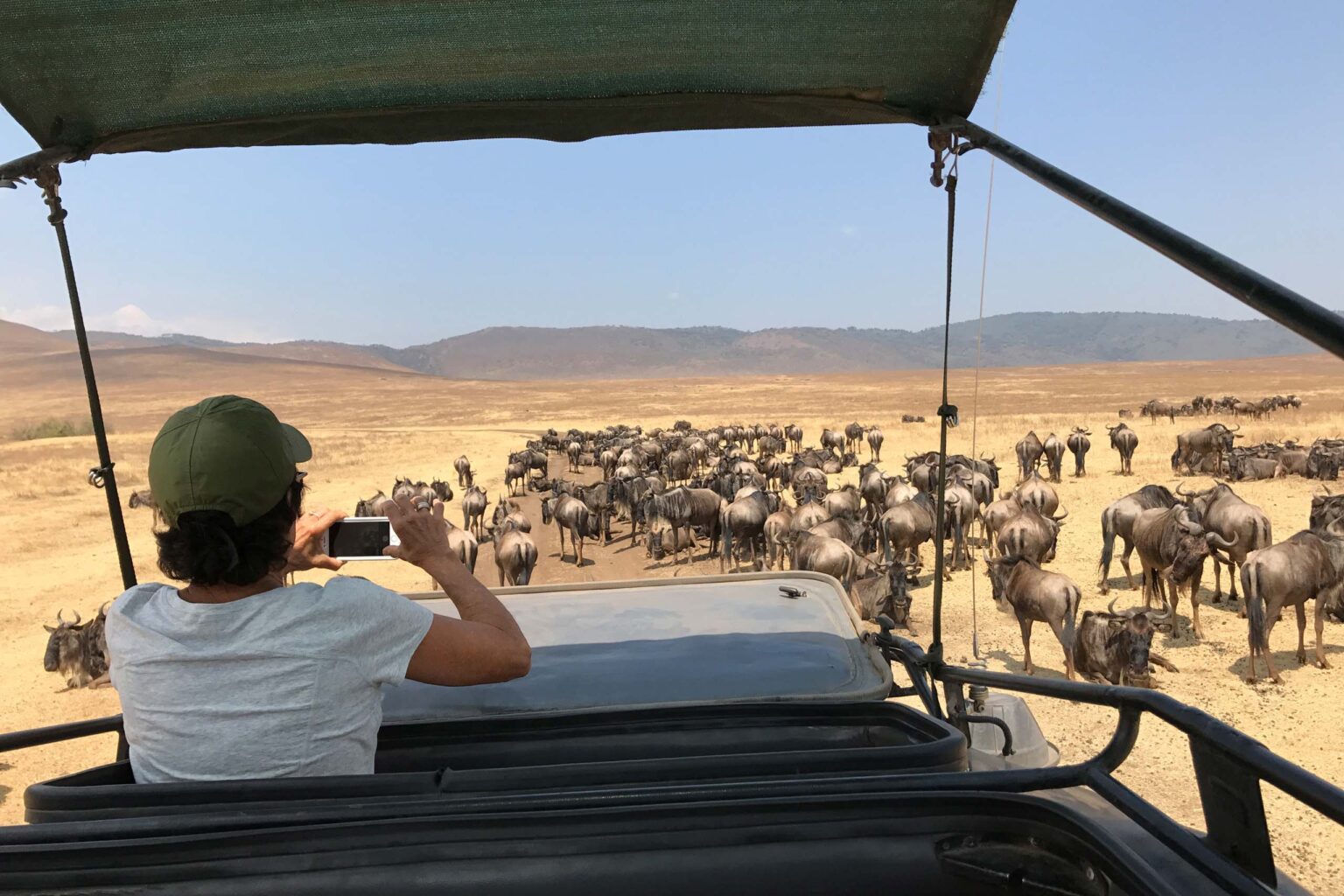 A traveler taking photos of wildbeest from a safari vehicle.