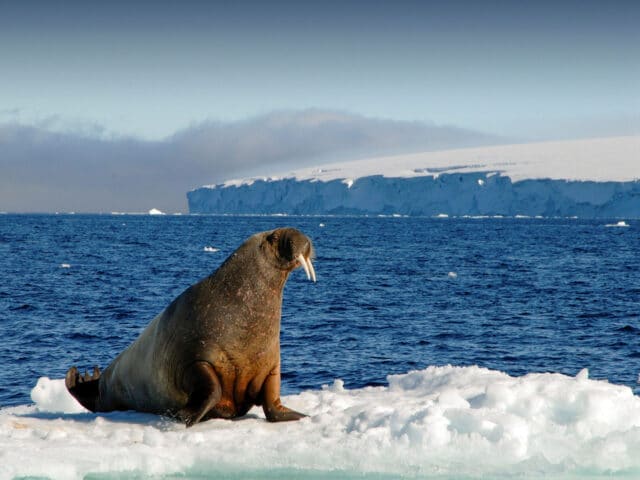 A walrus in the Arctic.