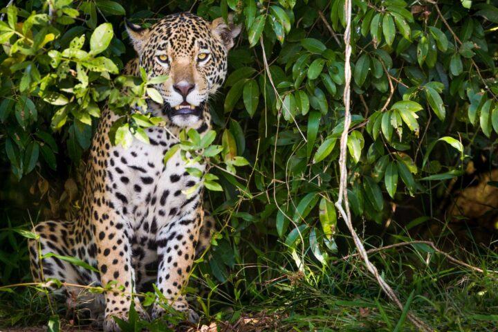 A wild jaguar.