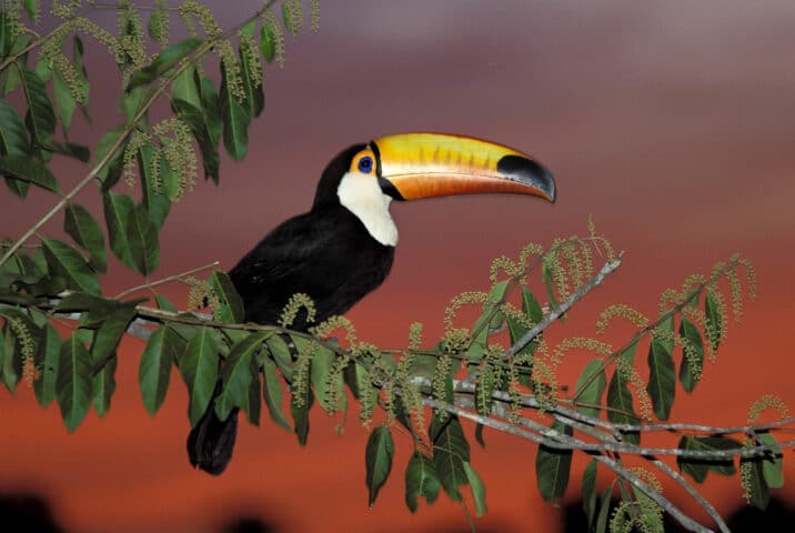 A toucan perched on a tree branch.