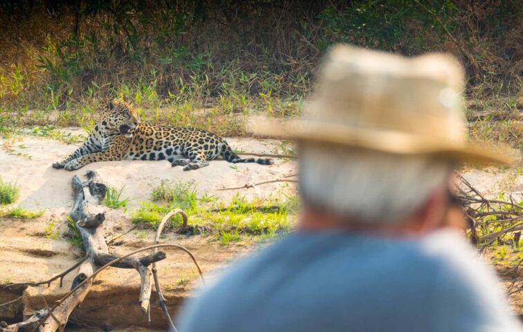 A tourist watching a wild jaguar.