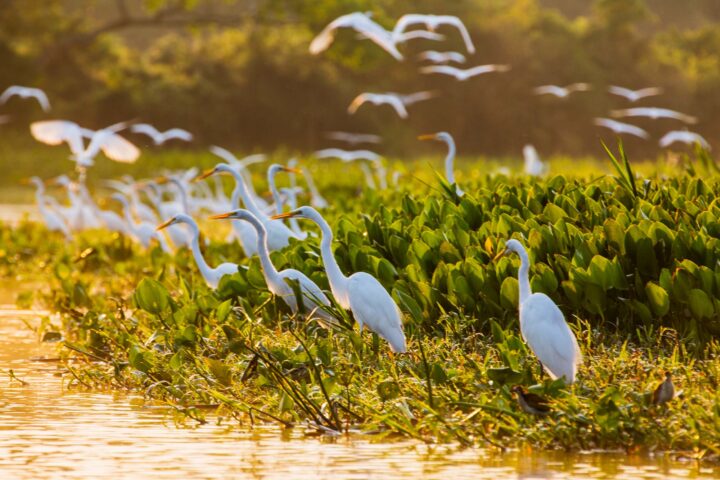 A flock of white egrets.