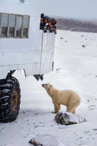 Photographers taking photos of a polar bear approaching their vehicle.