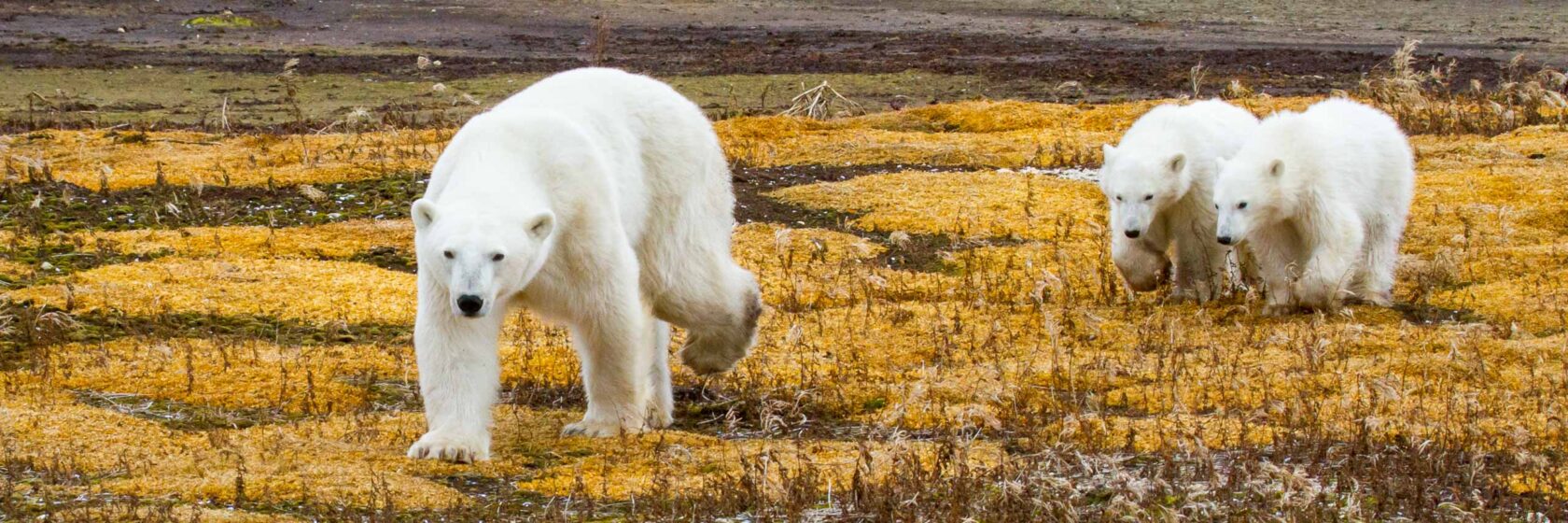 Three polar bears in Canada.