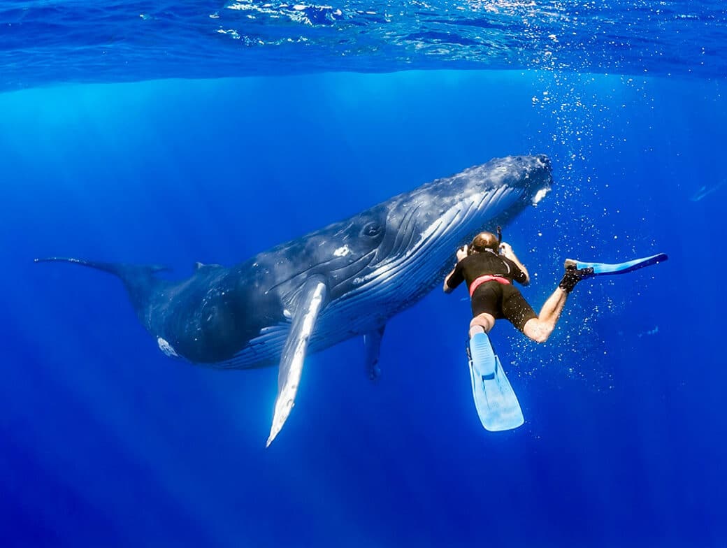 A person snorkeling alongside a whale.