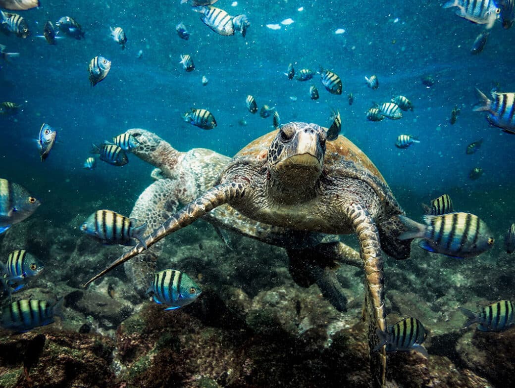 A sea turtle swimming alongside fish.