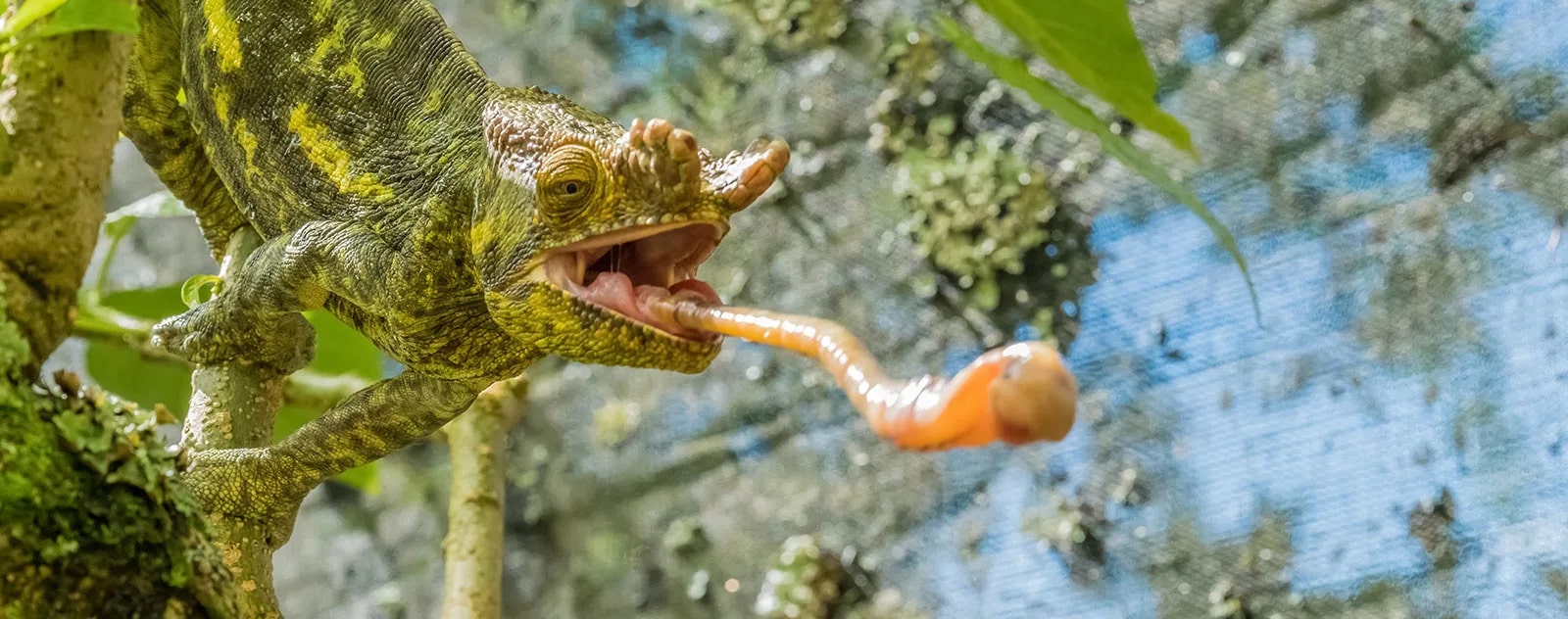 Close-up of Madagascar chameleon with its tongue extended.