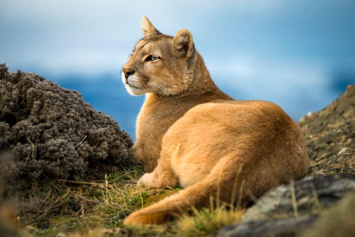 Puma sitting relaxed in Torres Del Paine, Patagonia Chile