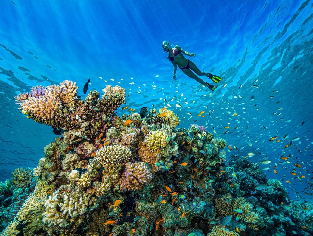A diver snorkeling by a coral reef.