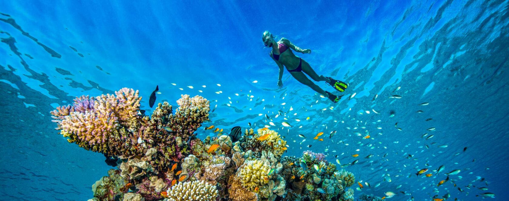 A diver snorkeling by a coral reef.