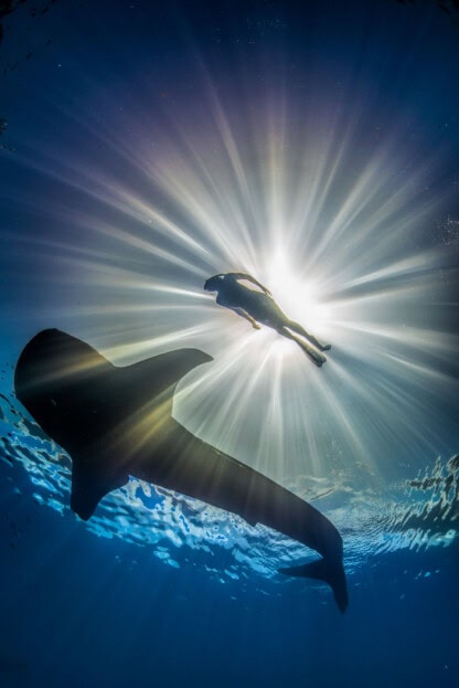 A snorkeler and a whale shark.
