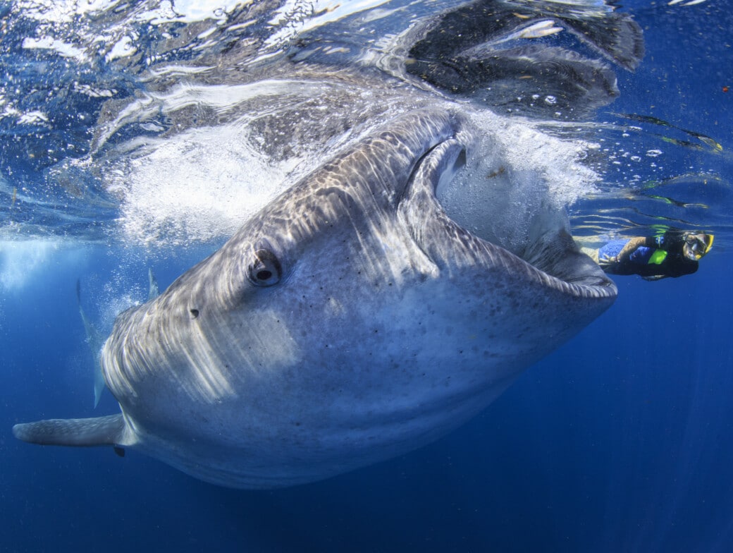 Snorkeling with whale sharks Cenderawasih Bay, Indonesia