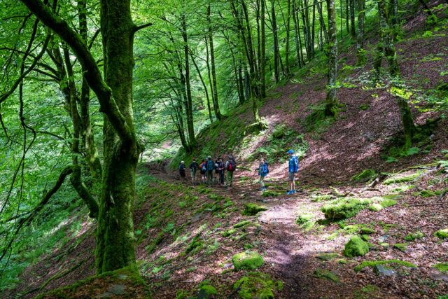 A group of people with backpacks walk along a forest trail surrounded by dense trees and green foliage, enjoying a scenic hiking adventure in the Basque Country.