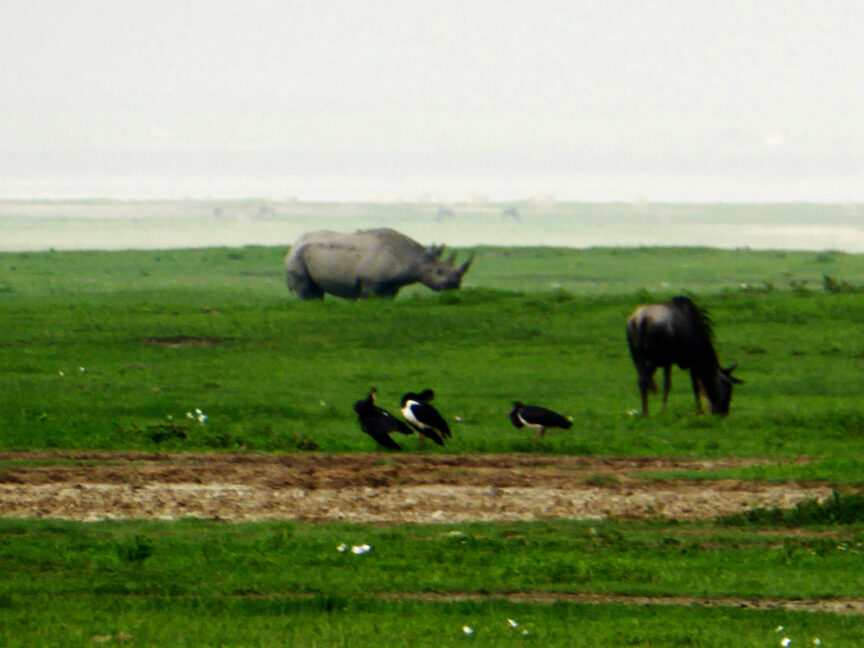 Rhino and wildebeest grazing in the distance on a grassy plain with birds foraging in the foreground, capturing the essence of exploring East Africa.
