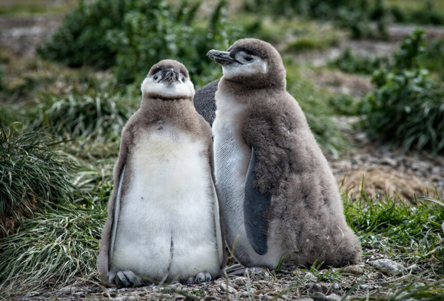 Two penguin chicks with brown and white plumage stand side by side on a grassy area, resembling tiny adventurers prepared for an expedition in Patagonia. Some plants provide the perfect backdrop for their natural outdoor clothing.