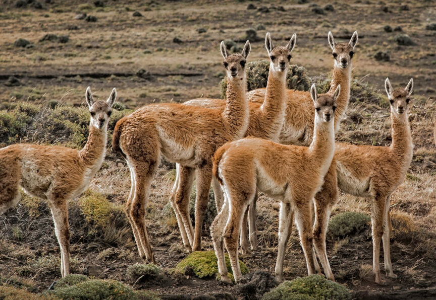 A group of six guanacos with light brown fur stand in a dry, rocky landscape in Patagonia. They are looking towards the camera, embodying the spirit of outdoor clothing and sustainable fashion.