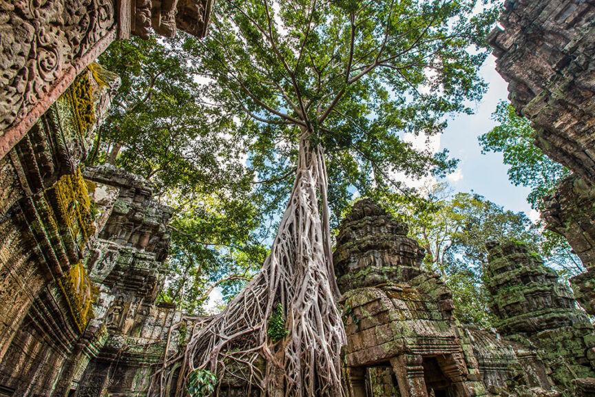 An ancient tree with extensive roots grows among ancient stone ruins, partially covering the structures beneath a clear sky, creating a pillared shade.