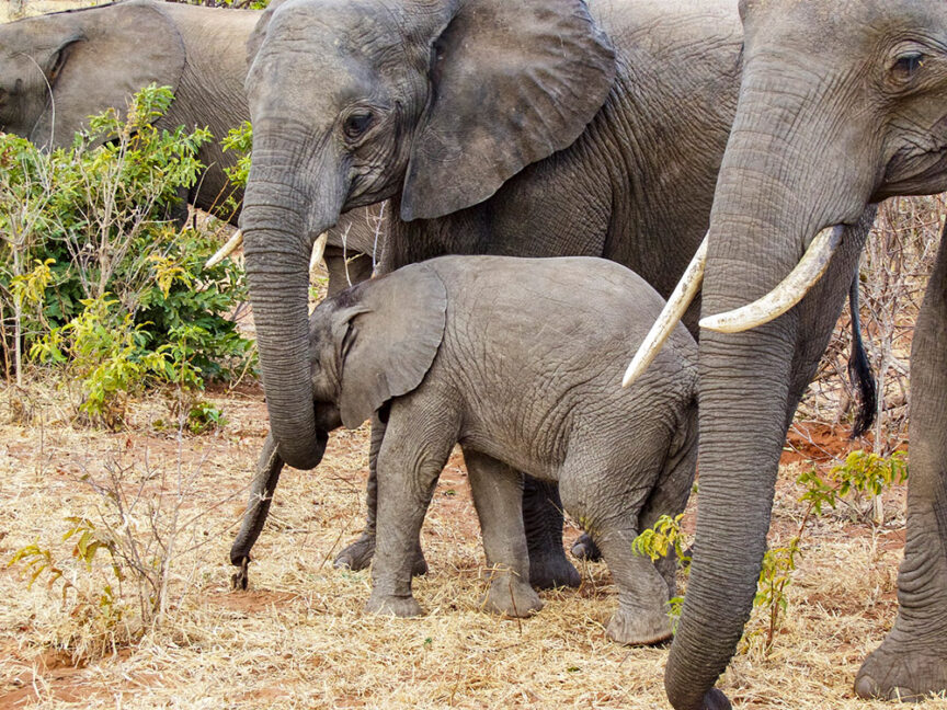 A group of elephants, including a baby elephant in the center, stand closely together in a dry, grassy area with scattered bushes, forming part of Botswana's stunning landscape.
