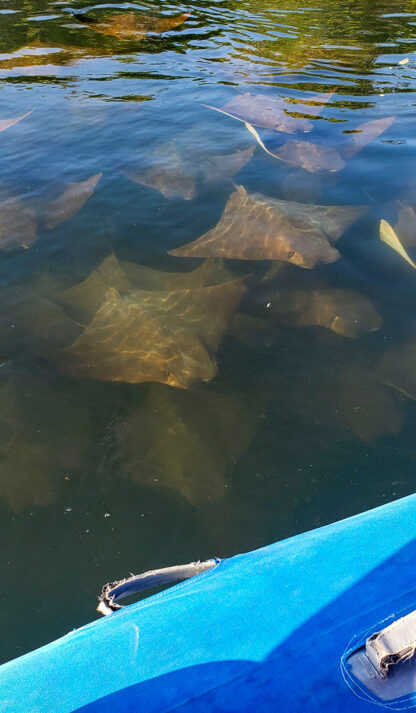 Several stingrays, wonders of the underwater world, swim near a blue kayak in the Galápagos.