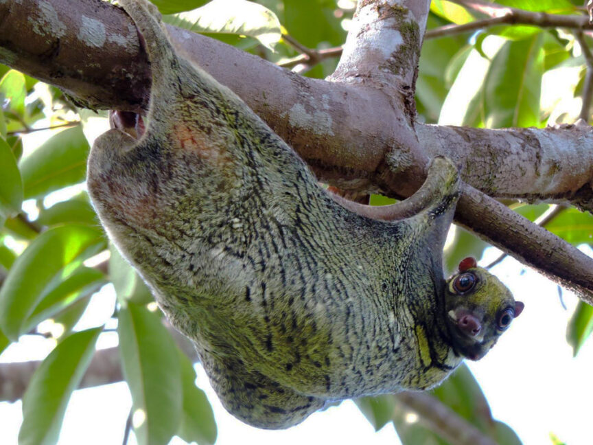 A Sunda flying lemur hangs upside down on a tree branch amidst green foliage, as if asking, "Who are you?