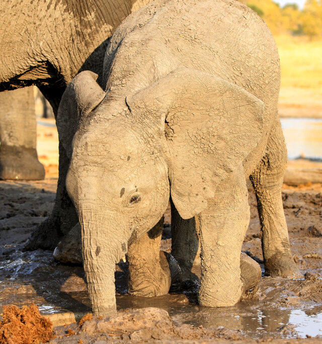 A baby elephant covered in mud stands in front of a larger elephant near a waterhole in Zimbabwe. The surrounding area, bathed in sunlight, resembles Heaven on Earth as you witness this intimate scene at the remotest camp.