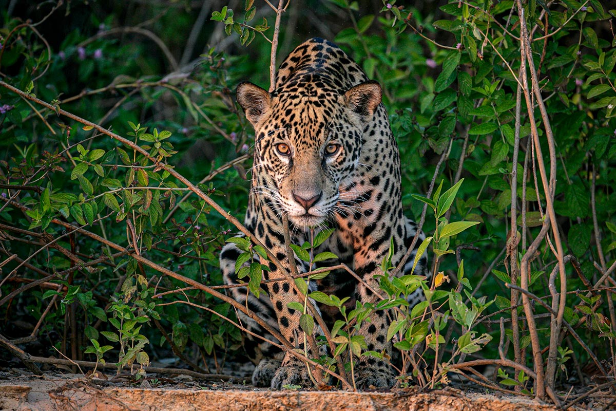 A jaguar with a spotted coat crouches among green foliage, looking directly at the camera. This striking big cat is captured in a dense, leafy environment that ranks among the top 5 places to see such magnificent wildlife.