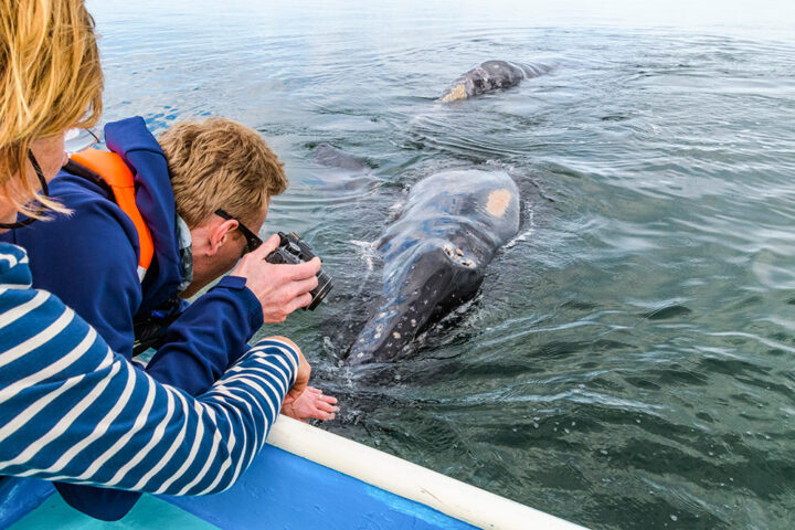 Two people leaning from a boat in the Sea of Cortez are close to a whale surfacing in the water. One holds a camera, poised to take a picture during their Baja boat exploration.