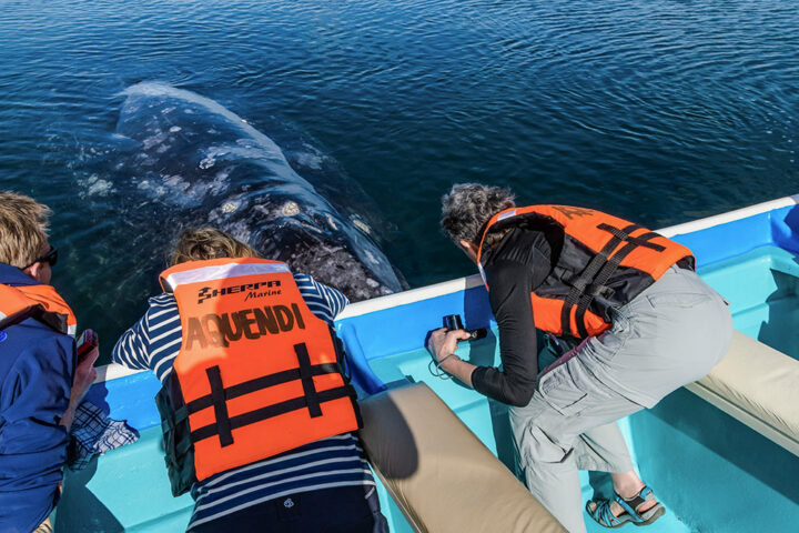 Three people wearing life jackets on a boat in Baja observe and photograph a gray whale surfacing nearby in the water.
