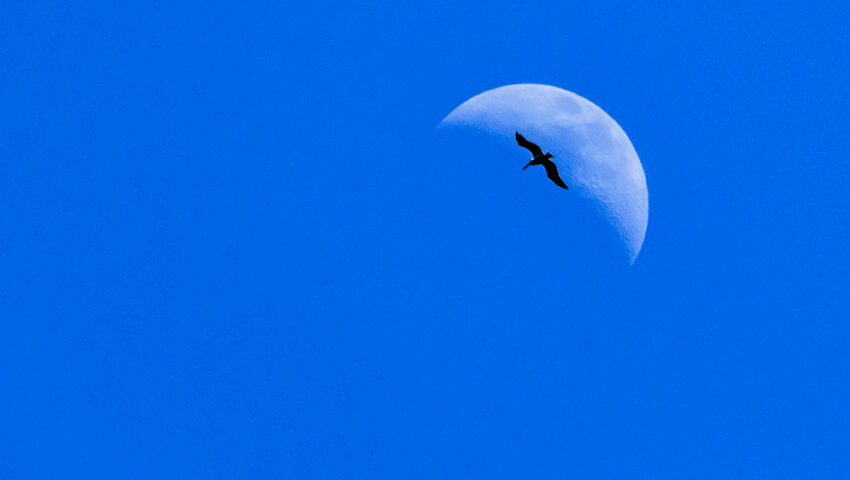 A bird flies across a clear blue sky with the moon visible in the background, as the Sea of Cortez sparkles below and a boat gently sails near Baja's rugged coastline.