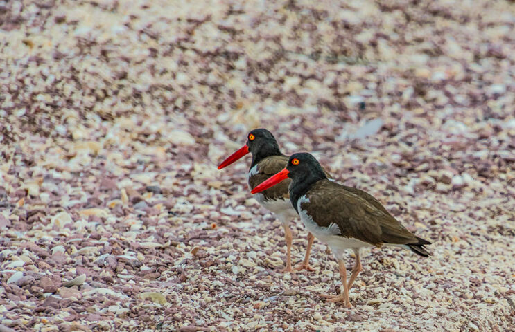 Two black oystercatchers with bright red beaks stand on a rocky beach, facing slightly to the right. The background consists of scattered small rocks and shells, evoking the rugged coastline of Baja.