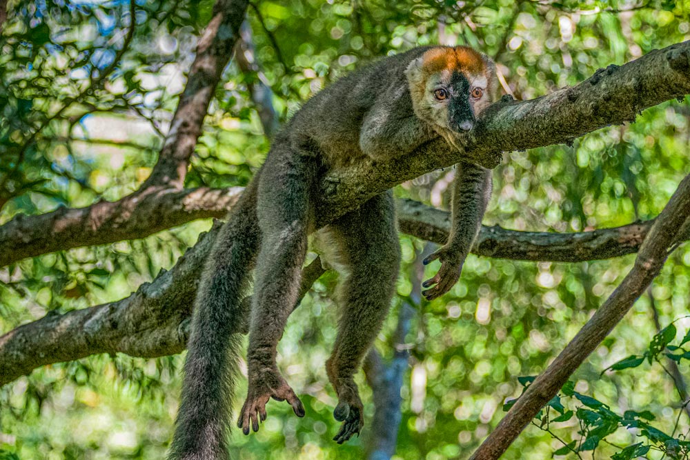 A lemur lies sprawled across a tree branch in a Madagascar forest, appearing relaxed with limbs hanging down—a perfect snapshot of unique wildlife.