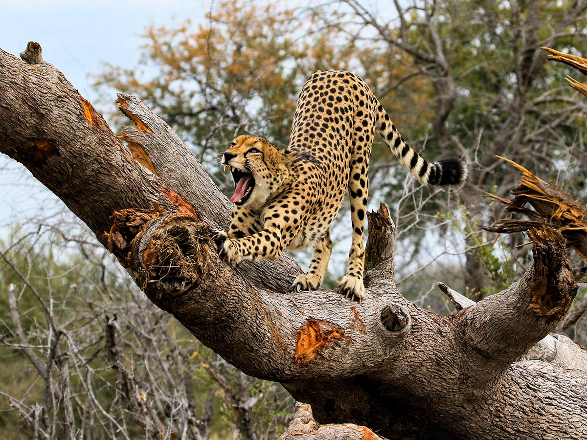 A cheetah is seen standing on a large tree branch in a savannah setting during a Zimbabwe Safari, with its mouth open as if roaring or yawning. Trees and dry vegetation are visible in the background, reminiscent of Hwange National Park.