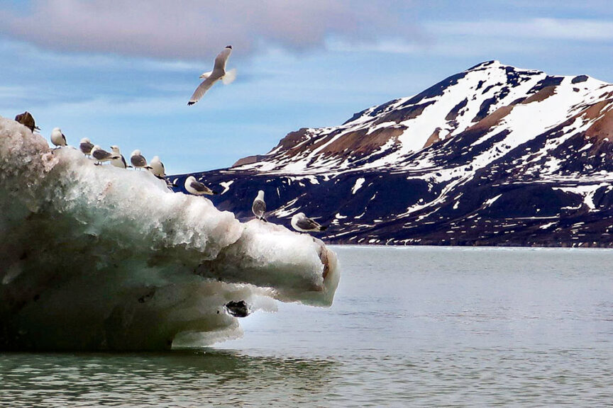 Seagulls rest on a floating ice formation near a snow-capped mountain by a calm body of water in the Polar Region. One bird is in flight against the blue sky, capturing the essence of a Svalbard wildlife adventure.