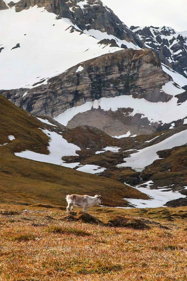 A white mountain goat stands on a grassy slope with snow patches, against a backdrop of rocky, snow-covered peaks, embodying the essence of a wildlife adventure in the majestic Polar Region.