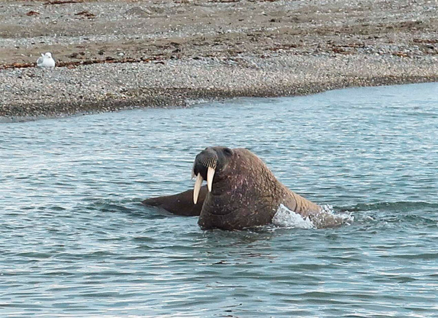 A walrus is emerging from the water onto a pebbled beach in Svalbard, with a seagull visible in the background, capturing the essence of a Wildlife Adventure in the Polar Region.