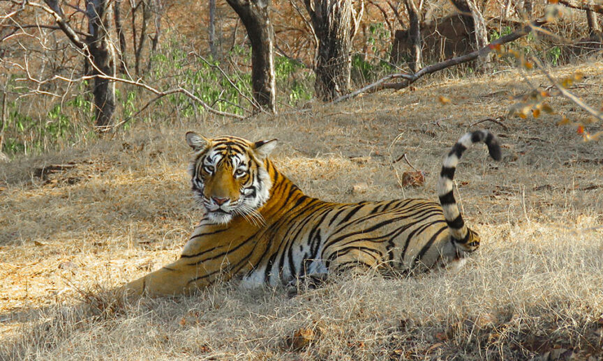 A tiger lies on dry grass surrounded by sparse trees in a forested area of Rajasthan, with its tail slightly raised and gaze directed towards the camera, showcasing the wonders of wildlife.