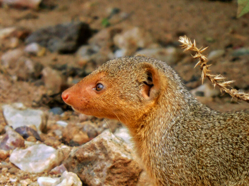 Close-up of a mongoose standing on rocky ground, facing left. The mongoose has a brownish, speckled fur coat and a red nose. Background is blurred, reminiscent of the vast Serengeti landscapes seen during an African safari.